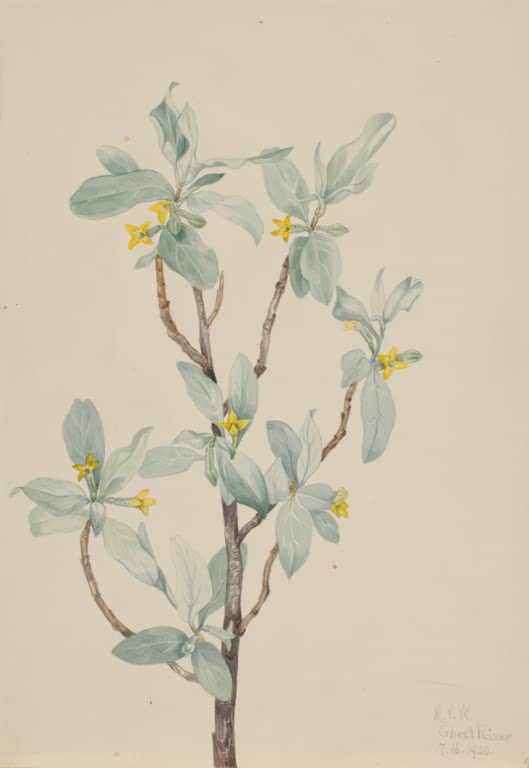 Mary Vaux Walcott Silber-Ölweide Kunstkopie, Zweig mit silbrig grünen Blättern und kleinen gelben Blüten