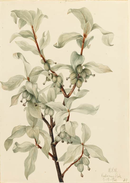 Mary Vaux Walcott Silber-Ölweide Fruchtzweig 1922 Kunstkopie, Zweig mit silbrig grünen Blättern und hängenden Früchten