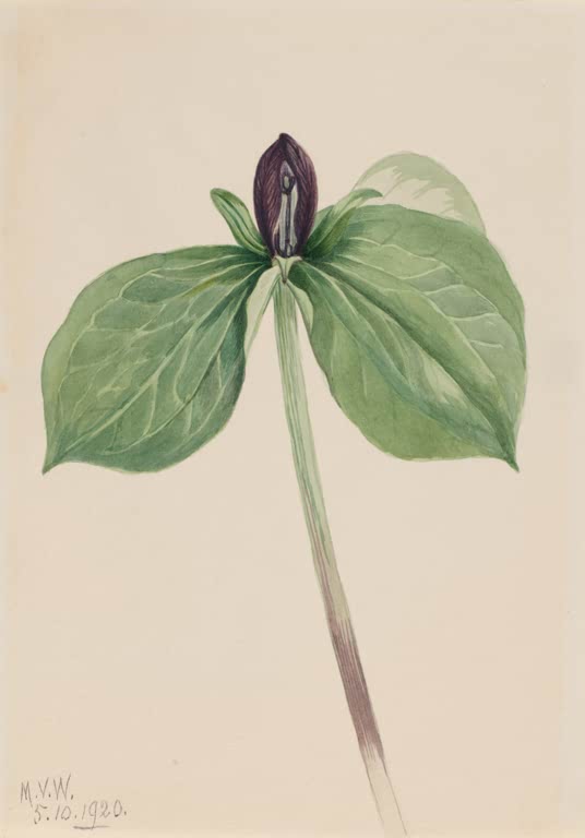 Mary Vaux Walcott Sitzendes Dreiblatt, Knospe Kunstkopie, dunkle Knospe über drei marmorierten grünen Blättern