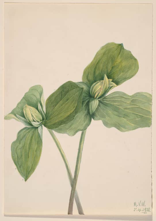 Mary Vaux Walcott Sitzendes Dreiblatt Kunstkopie, dreiteilige grüne Blätter mit geschlossenen Knospen
