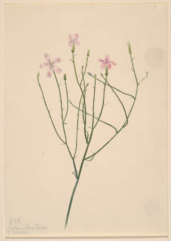 Mary Vaux Walcott Skelettblume Kunstkopie, verzweigter dünner Stängel mit drei kleinen rosa Blüten