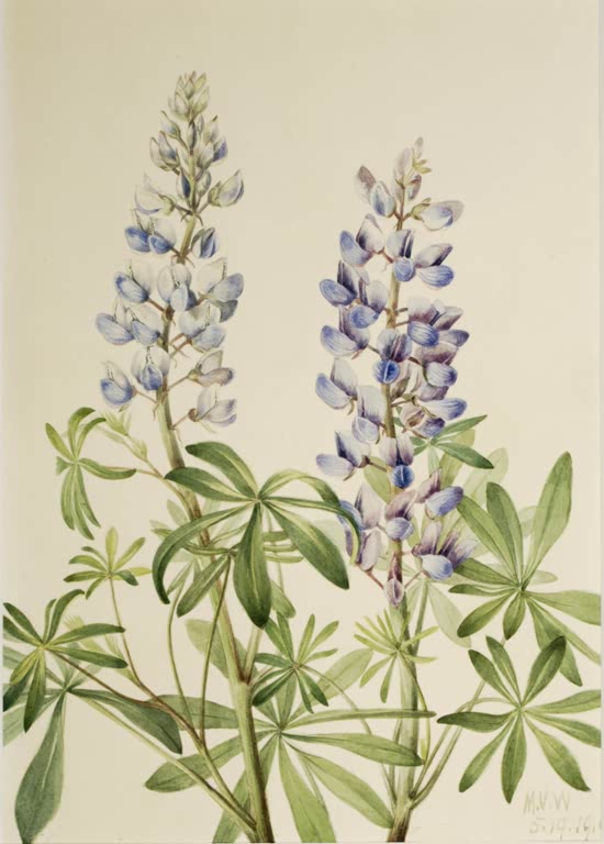 Mary Vaux Walcott Sonnenuhr-Lupine Kunstkopie, zwei Lupinen-Blütenkerzen in Blau und Weiß über gefingerten grünen Blättern