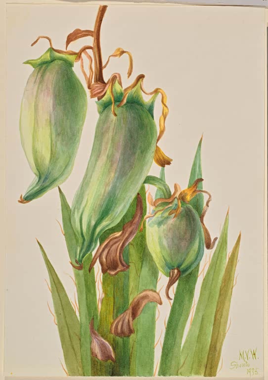 Mary Vaux Walcott Spanisches Bajonett Kunstkopie, drei grüne Yucca-Früchte mit welken Blütenresten über spitzen Blättern