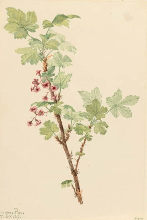 Mary Vaux Walcott Stachel-Johannisbeere Kunstkopie, Zweig mit rosa Blütentrauben und hellgrünen gelappten Blättern