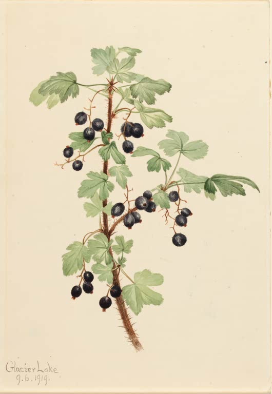 Mary Vaux Walcott Stachel-Johannisbeere Kunstkopie, dorniger Zweig mit gelappten Blättern und dunkelblauen Beeren