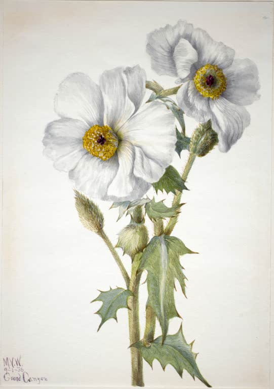 Mary Vaux Walcott Stachelmohn Kunstkopie, zwei weiße Mohnblüten mit gelben Mitten und stachelige Blätter