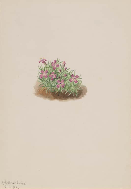 Mary Vaux Walcott Stängelloses Leimkraut Kunstkopie, ein dichtes grünes Polster mit kleinen rosa Blüten
