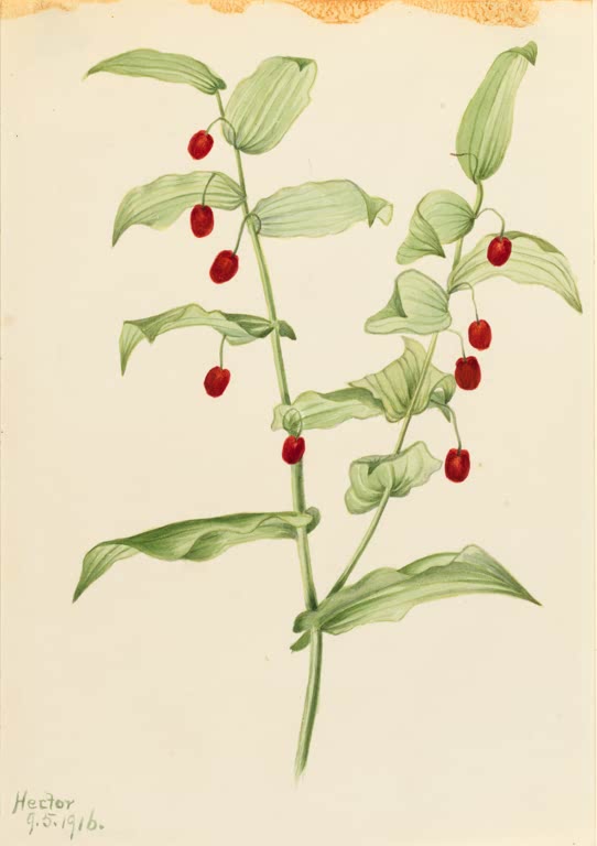 Mary Vaux Walcott Stängelumfassender Knotenfuß Kunstkopie, Stängel mit hellgrünen Blättern und leuchtend roten Beeren