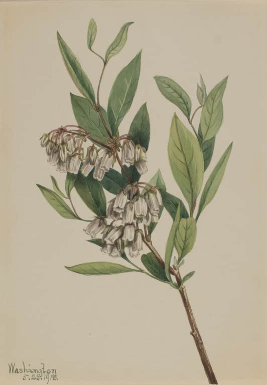 Mary Vaux Walcott Staggerbusch Kunstkopie, Zweig mit glänzenden Blättern und weißen Glöckchen