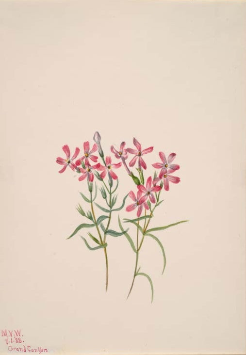 Mary Vaux Walcott Stansburys Phlox Kunstkopie, rosarote Phloxblüten über schmalen graugrünen Blättern