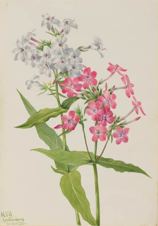 Mary Vaux Walcott Staudenphlox Kunstkopie, rosafarbene und weiße Phlox-Blütendolden über großen lanzettlichen grünen Blättern