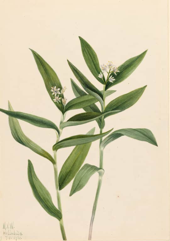 Mary Vaux Walcott Sternblütiges Schattenblümchen Kunstkopie, zwei aufrechte Triebe mit lanzettlichen grünen Blättern