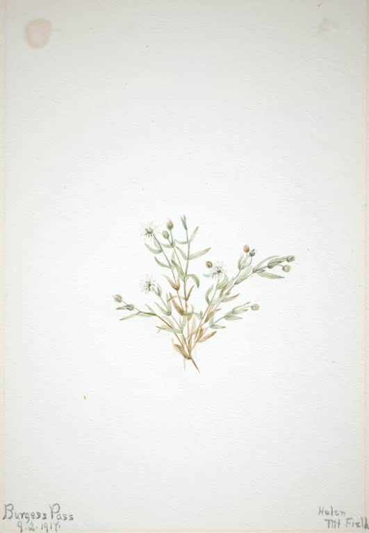 Mary Vaux Walcott Sternmiere Kunstkopie, kleiner Pflanzentrieb mit winzigen weißen Sternblüten auf weitem hellem Blatt
