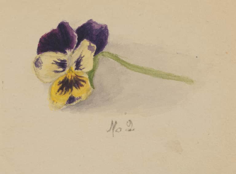 Mary Vaux Walcott Stiefmütterchen Nr. 2 Kunstkopie, einzelnes violett-gelbes Stiefmütterchen mit grünem Stiel