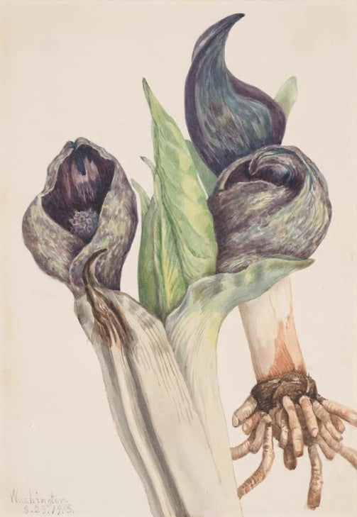 Mary Vaux Walcott Stinktierkohl Kunstkopie, purpurbraune Hüllblätter, grünes Blatt und Wurzelfasern