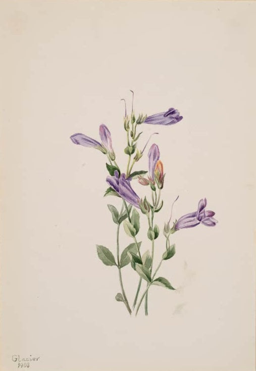 Mary Vaux Walcott Strauch-Bartfaden Kunstkopie, violette Röhrenblüten an schlanken Stängeln