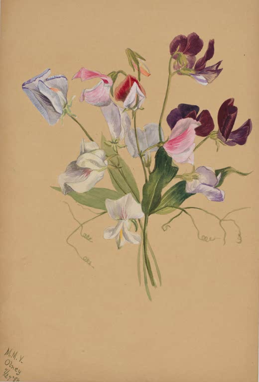 Mary Vaux Walcott Strauß mit Duftwicken Kunstkopie, bunter Strauß aus weißen, rosa und dunkelvioletten Wickenblüten