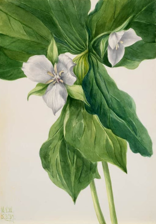 Mary Vaux Walcott Süße Waldlilie Kunstkopie, zwei weiße Waldlilien-Blüten zwischen großen, kräftig grünen Blättern