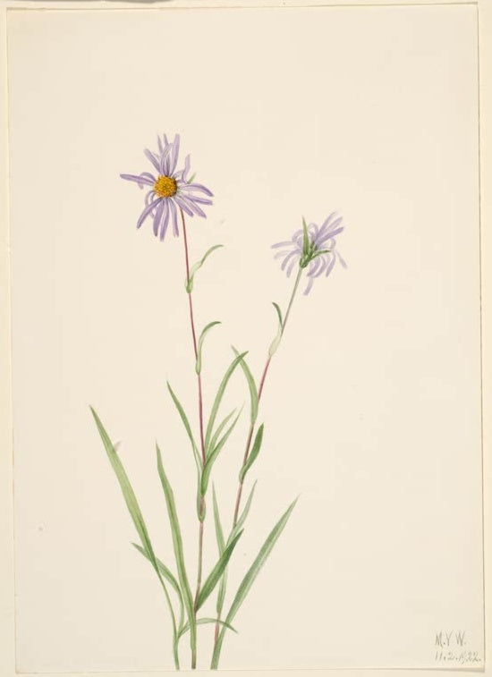 Mary Vaux Walcott Sumpf-Aster Kunstkopie, zwei lila Blüten an langen rötlichen Stängeln mit schmalen Blättern