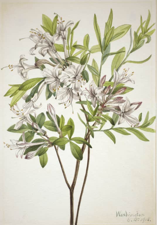 Mary Vaux Walcott Sumpf-Azalee Kunstkopie, weiße Trichterblüten mit langen Staubfäden am Zweig