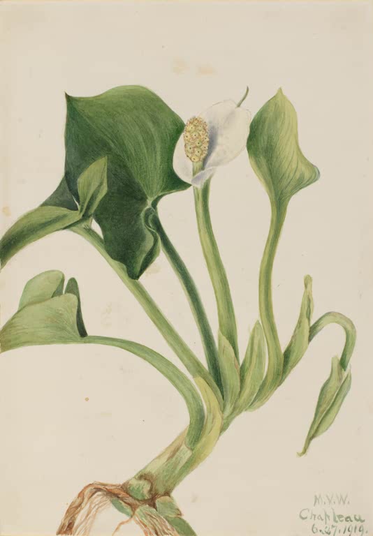 Mary Vaux Walcott Sumpf-Calla Kunstkopie, weiße Sumpf-Calla mit gelbem Kolben und herzförmigen grünen Blättern am Wurzelstock