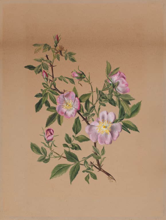 Mary Vaux Walcott Sumpf-Eibisch Kunstkopie, Zweig mit rosa Blüten, Knospen und gefiederten grünen Blättern