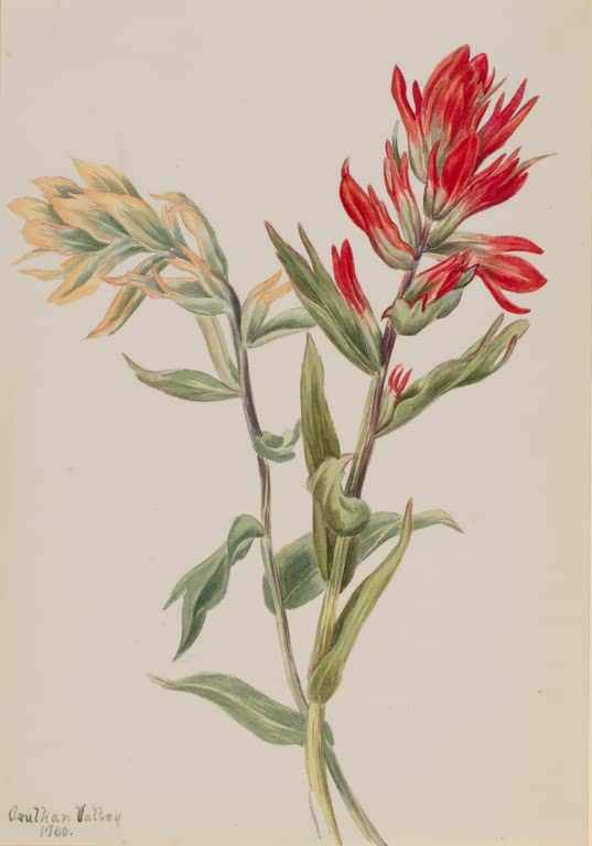 Mary Vaux Walcott Sumpf-Ziest Kunstkopie, Triebe mit roten und blassorangen Blütenspitzen