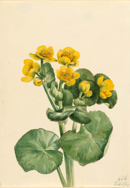 Mary Vaux Walcott Sumpfdotterblume Kunstkopie, goldgelbe Blüten mit Knospen über großen runden dunkelgrünen Blättern