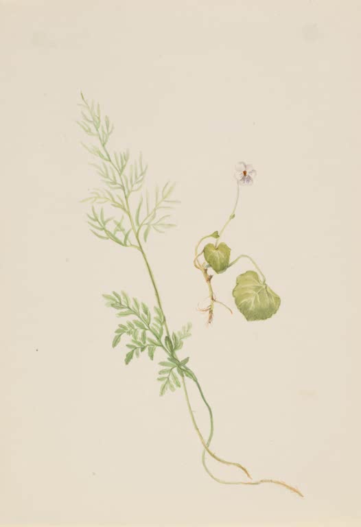 Mary Vaux Walcott Sumpfveilchen Kunstkopie, kleine weiße Veilchenblüte mit zartem Zweig