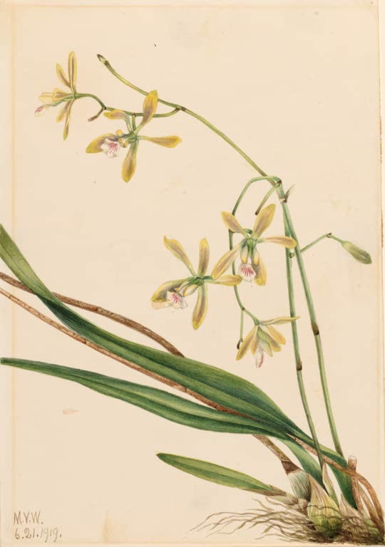 Mary Vaux Walcott Tampa-Epidendrum Kunstkopie, Orchidee mit gelbgrünen Blüten und Luftwurzeln