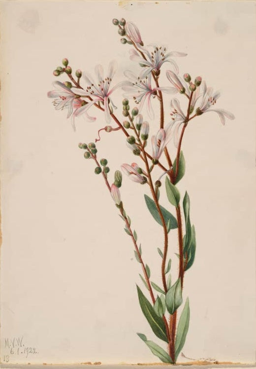 Mary Vaux Walcott Teerblume Kunstkopie, rosa-weiße Sternblüten an rötlichen Stängeln
