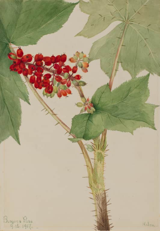 Mary Vaux Walcott Teufelskeule Kunstkopie, Traube roter Beeren an stacheligem Stängel mit großen gelappten Blättern