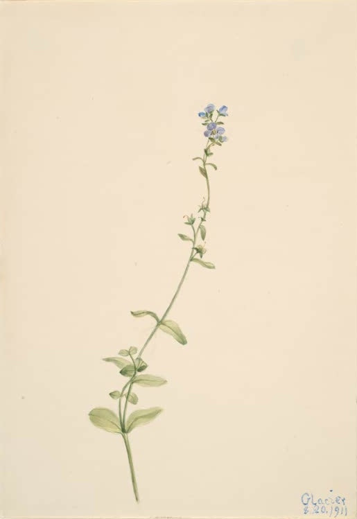 Mary Vaux Walcott Thymian-Ehrenpreis Kunstkopie, schräger Stängel mit winzigen blauen Blüten