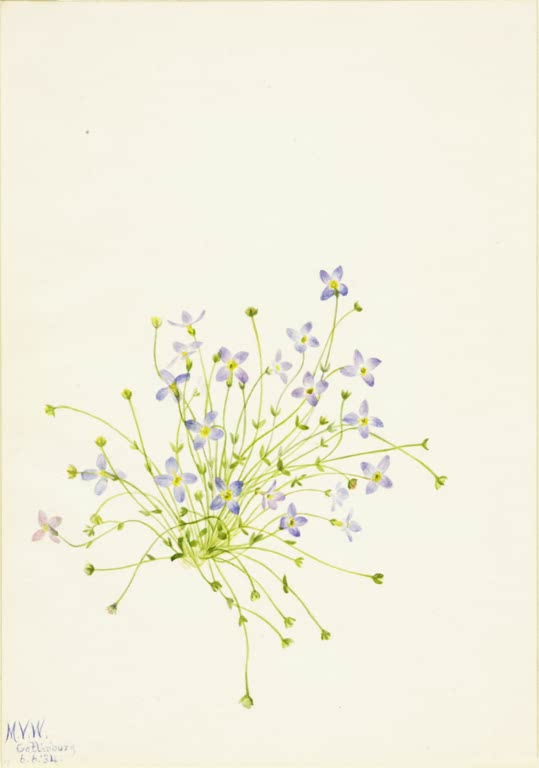 Mary Vaux Walcott Thymianblättrige Houstonie Kunstkopie, winzige blauviolette Blüten an hauchdünnen Stielen
