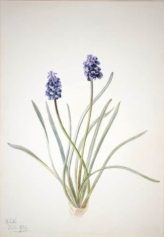 Mary Vaux Walcott Traubenhyazinthe Kunstkopie, zwei Stiele mit blauen Blütentrauben und schmalen graugrünen Blättern