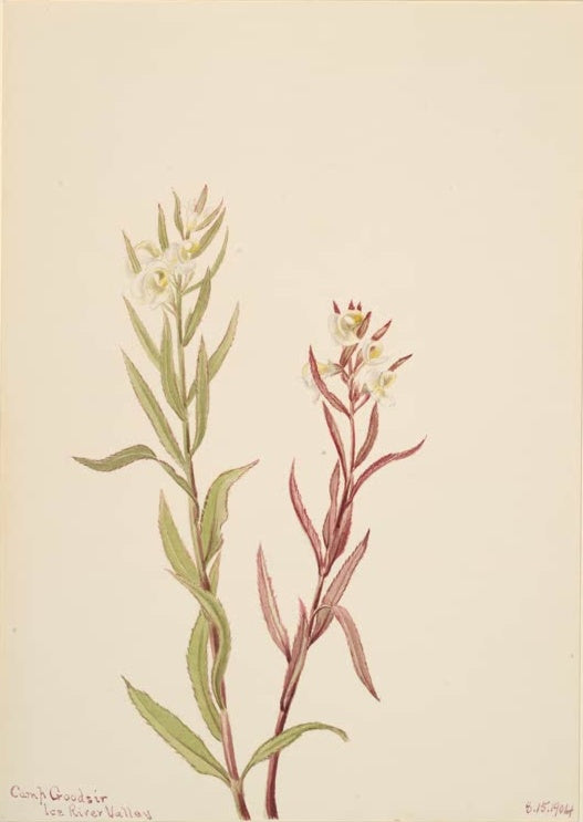 Mary Vaux Walcott Traubiges Läusekraut Kunstkopie, zwei Läusekrautpflanzen mit weißen Blüten, eine grün, eine rötlich