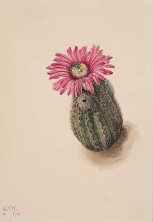 Mary Vaux Walcott Truthahnkopf-Kaktus Kunstkopie, ein kleiner Kaktus mit einer großen pinkfarbenen Blüte