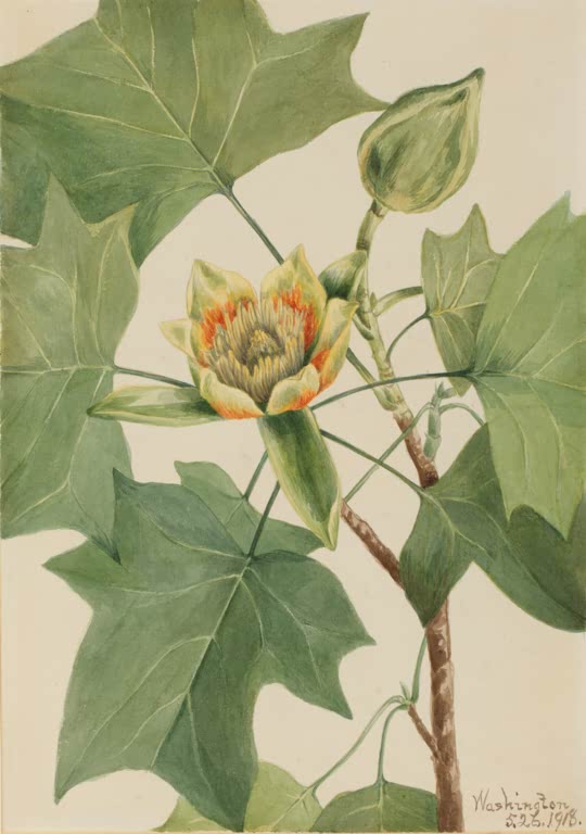 Mary Vaux Walcott Tulpenbaum Kunstkopie, tulpenförmige Blüte mit orangefarbenem Saum zwischen großen gelappten Blättern