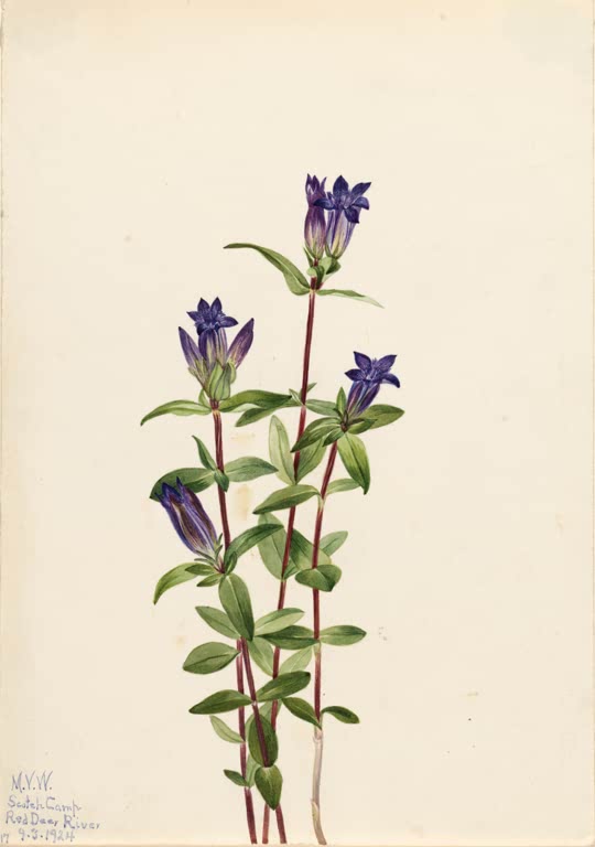 Mary Vaux Walcott Ufer-Enzian Kunstkopie, dunkelblaue Glockenblüten an rötlichen Stängeln mit ovalen grünen Blättern