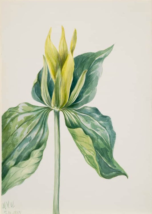 Mary Vaux Walcott Underwood-Dreiblatt Kunstkopie, gelbgrüne Blüte über marmorierten Blättern