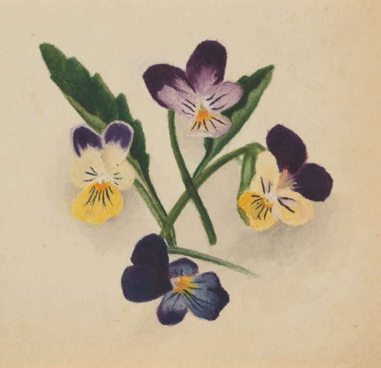Mary Vaux Walcott Vier Stiefmütterchen Kunstkopie, vier Stiefmütterchen in Violett und Gelb mit grünen Stielen