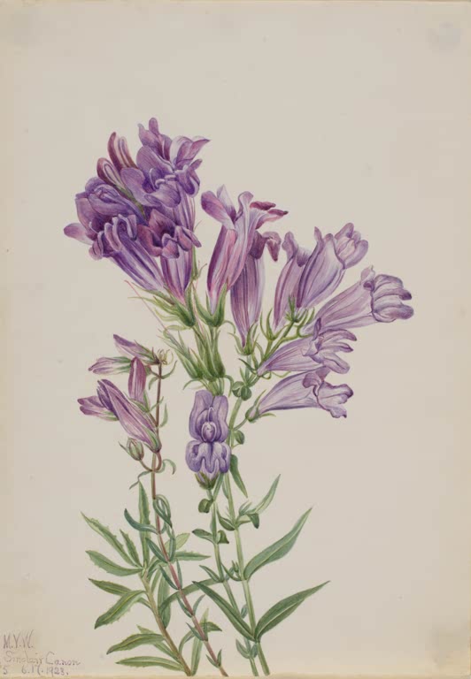 Mary Vaux Walcott Violetter Bartfaden Kunstkopie, violette Röhrenblüten in dichten Büscheln mit schmalen Blättern