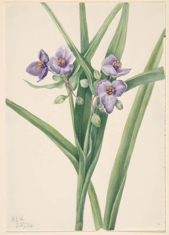Mary Vaux Walcott Virginische Dreimasterblume Kunstkopie, violette Blüten zwischen langen grünen Blättern