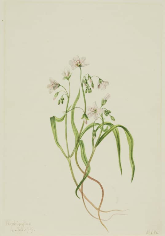 Mary Vaux Walcott Virginische Frühlingsschönheit Kunstkopie, weißrosa Blüten und Knospen über langen grünen Blättern