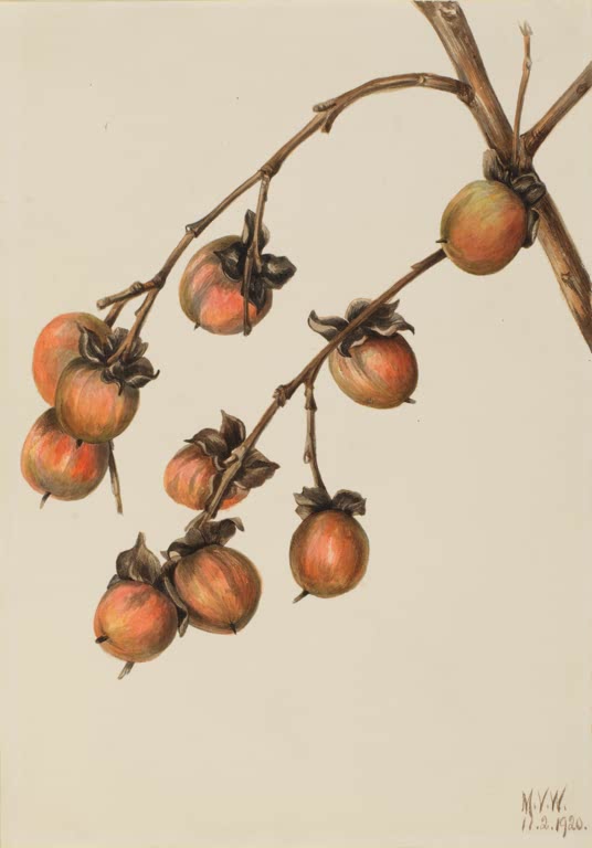 Mary Vaux Walcott Virginische Persimone Kunstkopie, rot-orange Früchte mit dunklen Kelchen an knorrigen braunen Zweigen