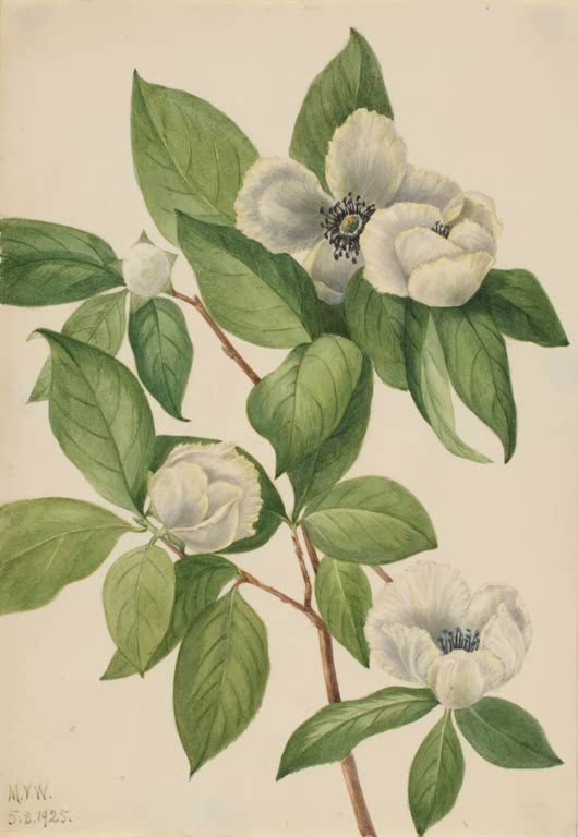 Mary Vaux Walcott Virginische Stewartie Kunstkopie, Zweig mit großen weißen Blüten und satt grünen, ovalen Blättern