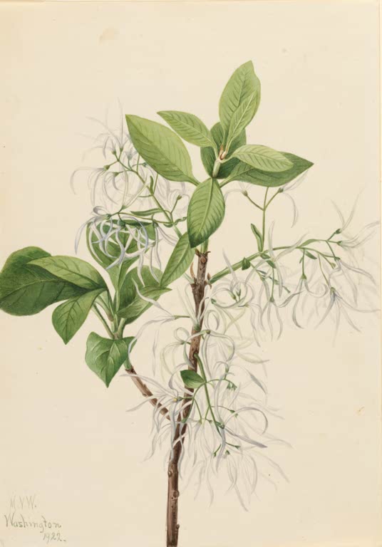 Mary Vaux Walcott Virginischer Schneeflockenstrauch Kunstkopie, Zweig mit grünen Blättern und fadenfeinen weißen Blüten