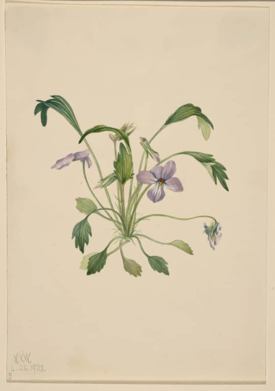 Mary Vaux Walcott Vogelfuß-Veilchen Kunstkopie, violette Blüten und eingeschnittene Blätter auf hellem Papier