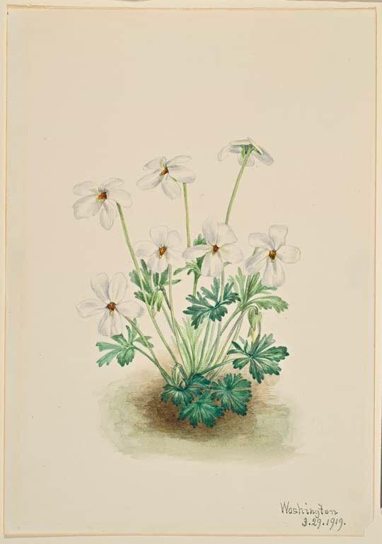 Mary Vaux Walcott Vogelfußveilchen Kunstkopie, weiße Veilchenblüten mit orangem Auge