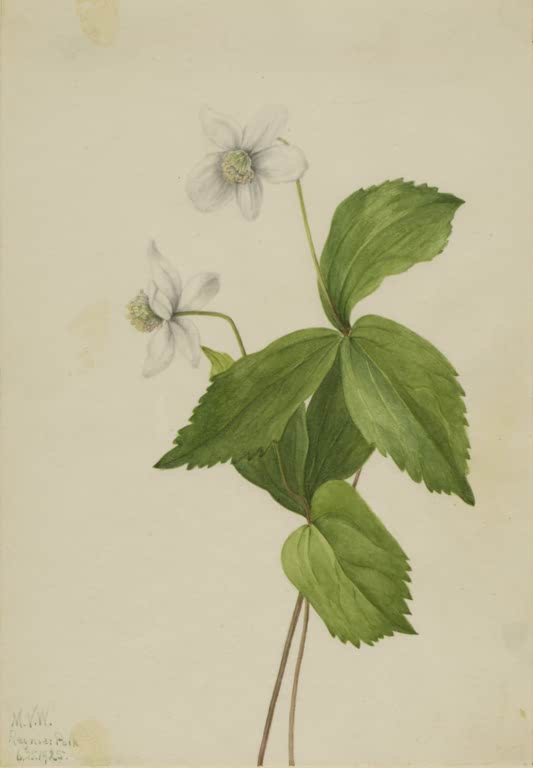 Mary Vaux Walcott Waldanemone Kunstkopie, zwei weiße Anemonenblüten über einem Quirl großer, gesägter grüner Blätter